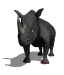 rinoceronte carica.gif